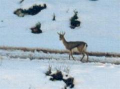 Gazelle in the snow