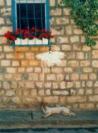 Dog in Safed