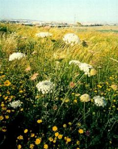 Wild Carrot