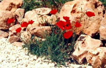 Poppies