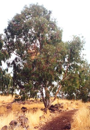 eucalyptus