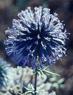 globe thistle