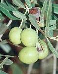 Ripening olives