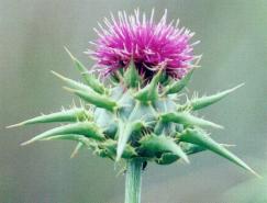 Holy thistle