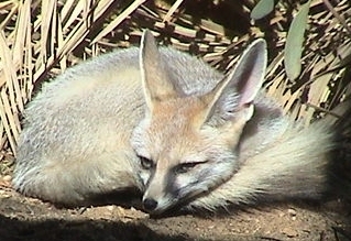 fox