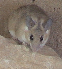 Mouse