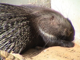 Porcupine