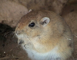 fat sand rat