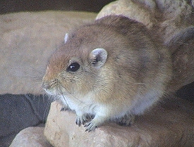 Fat sand rat