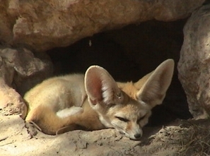 Fennec