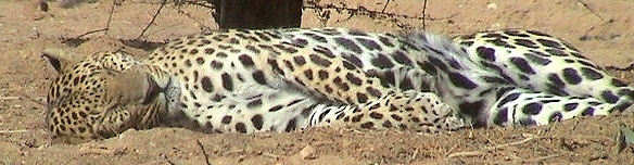 leopard