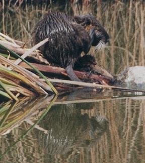 Nutria