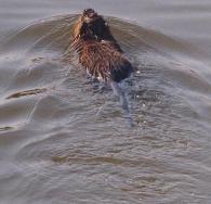 Nutria