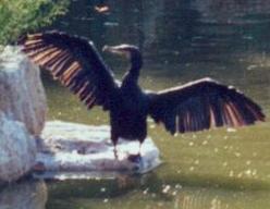 Cormorant