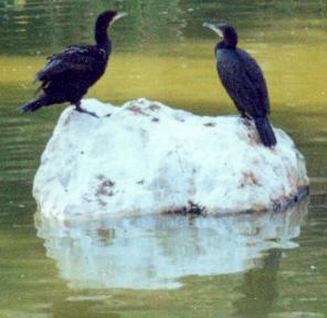 Cormorants