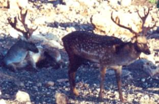 Fallow deer