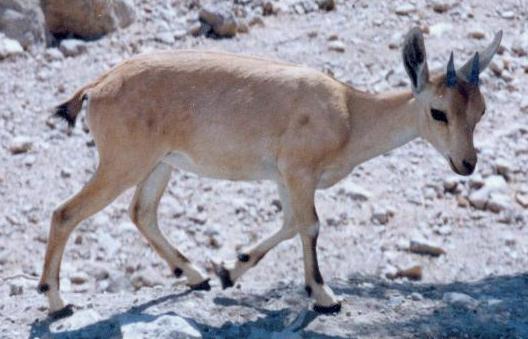 Wildlife of Israel - Wikipedia