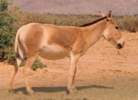 Onager