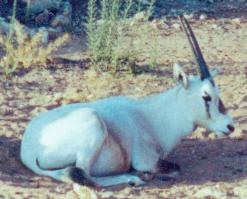 oryx