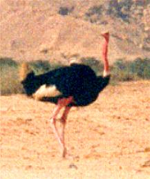 Ostrich