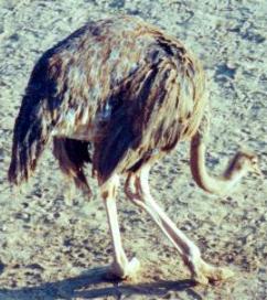 Ostrich