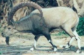 male ibex