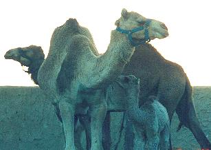 camels