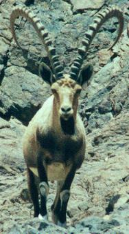 ibex