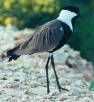 plover