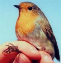 Robin