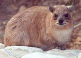 hyrax