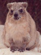 Hyrax