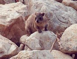 Hyrax