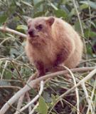 hyrax