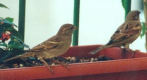 House sparrows on our balcony