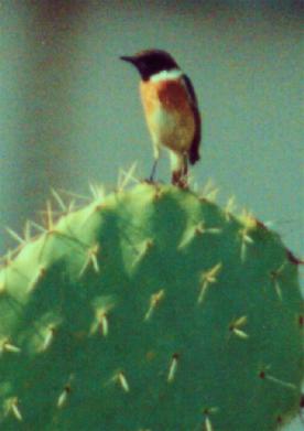 Stonechat