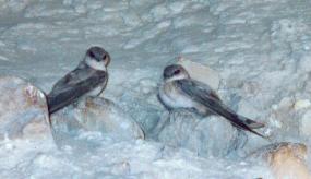 Crag Martins