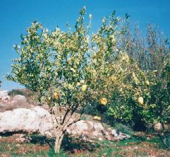Citron (Etrog) in Neot Kedumim