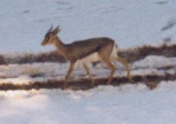 Gazelle in snow