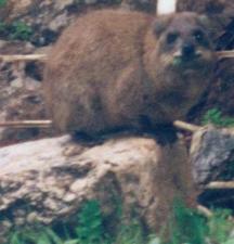 Rock Hyrax