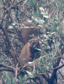 Hyrax