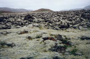 Moss covered lava field