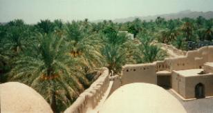 Nizwa date palms