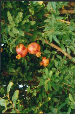 Pomegranates