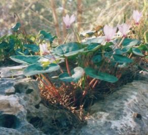 Cyclamen