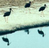 Black storks