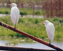 Cattle egret