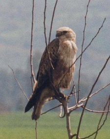 Buzzard