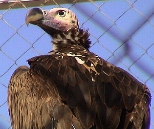 Vulture