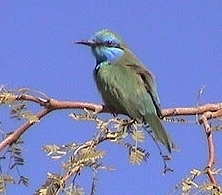 Bee-Eater